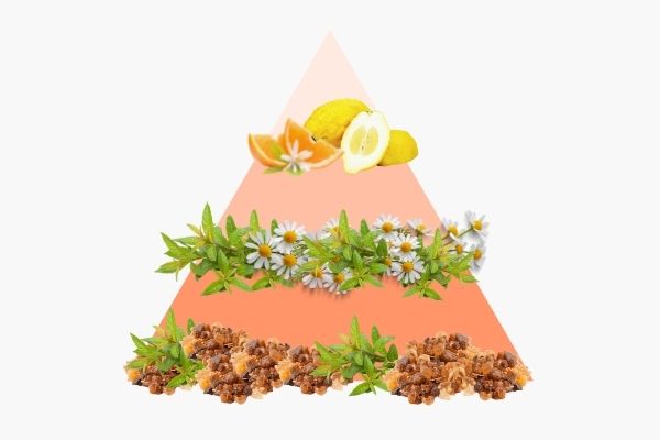 Pyramide olfactive Verveine citronnée